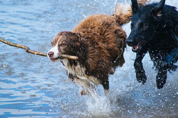 dogs-1246588__480